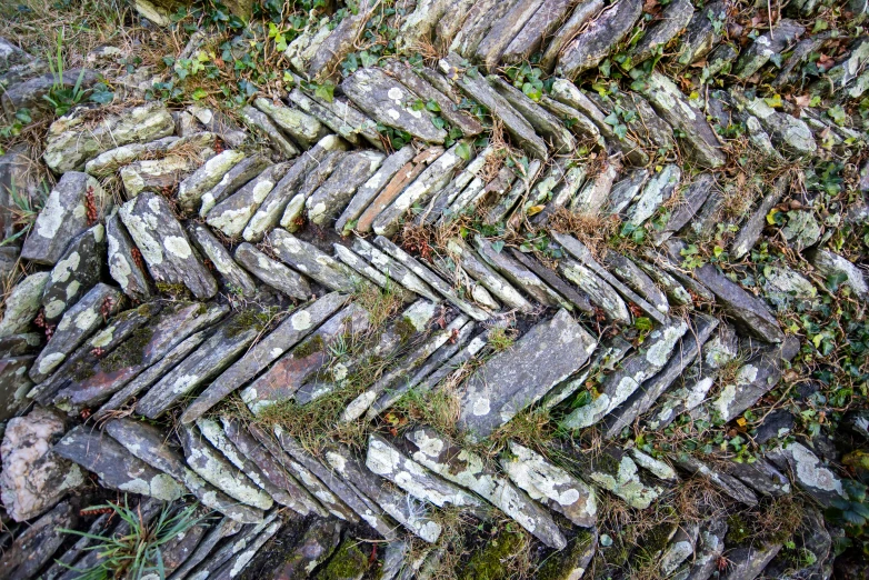 a stone pavement with some moss growing on top