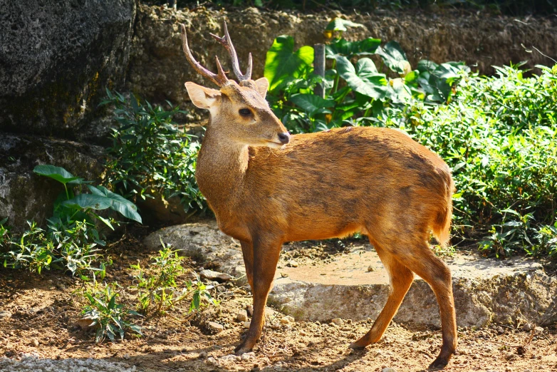 there is a deer that can be seen standing near some rocks