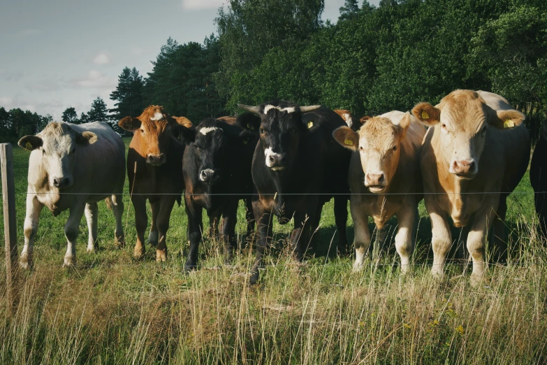 the herd of cows is standing in a field by the fence