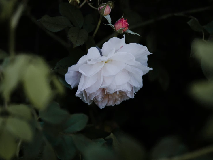 a very pretty white flower with some green leaves