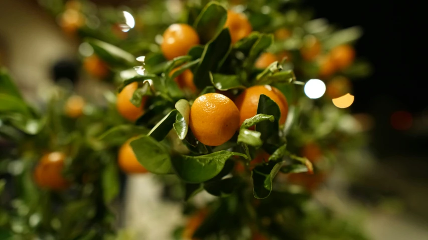 a cluster of oranges hanging from a plant