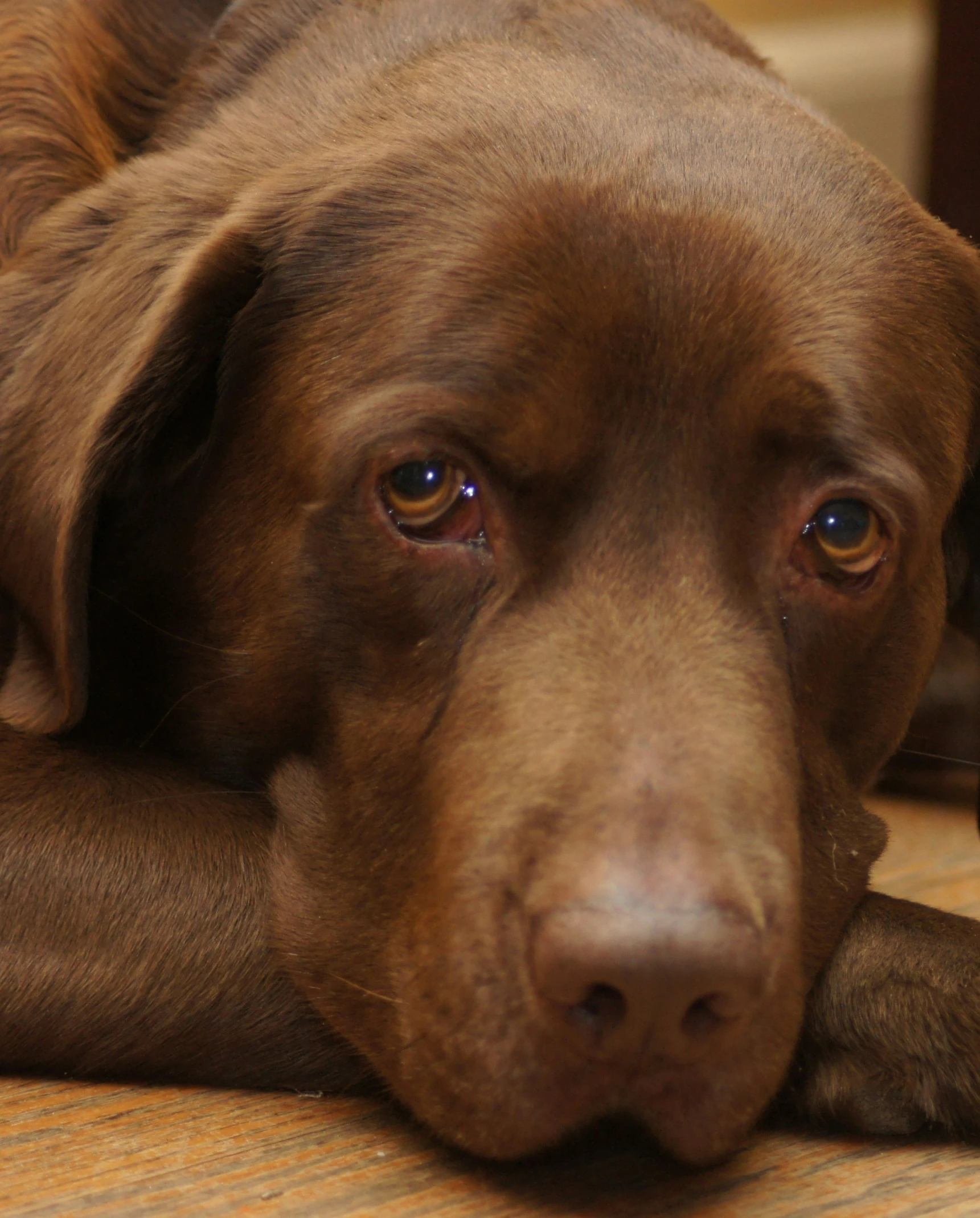 a brown dog laying down on the floor with it's face on the floor