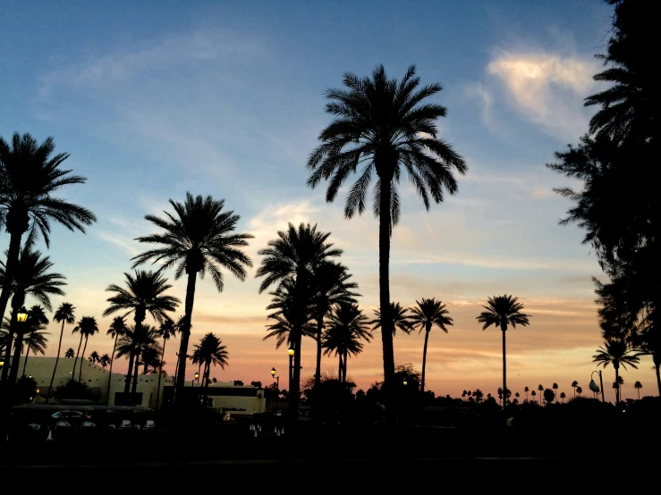 palm trees on a street during a sunset