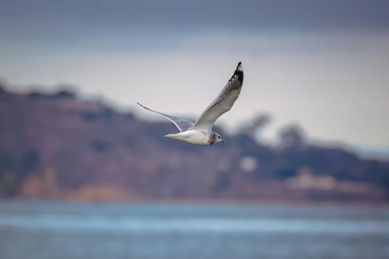 the bird is flying over the water by the shoreline