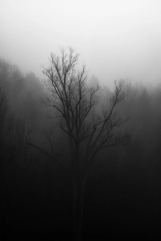 a lone tree stands in the fog of a field
