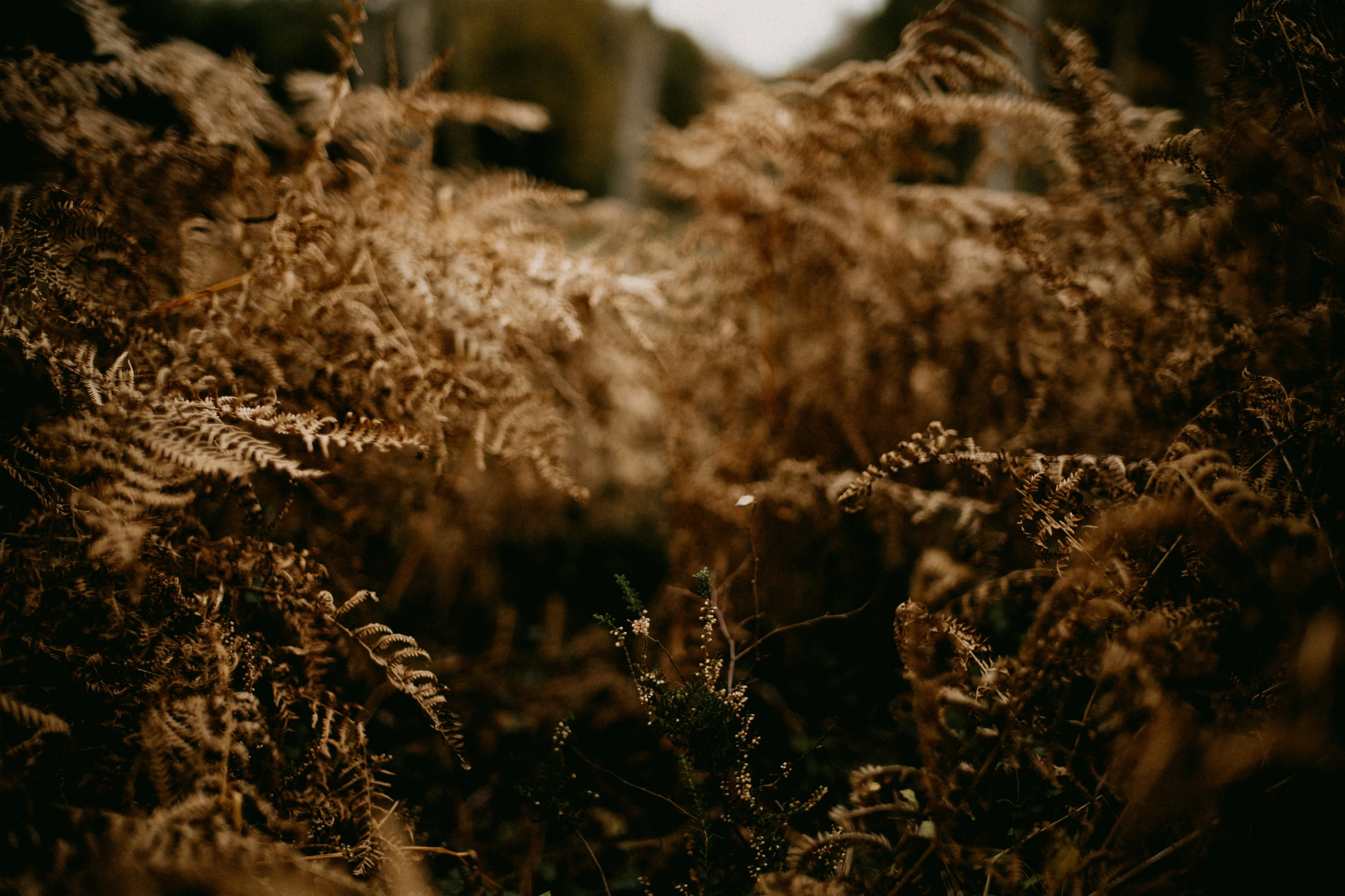 a picture of tall grasses with a building in the background