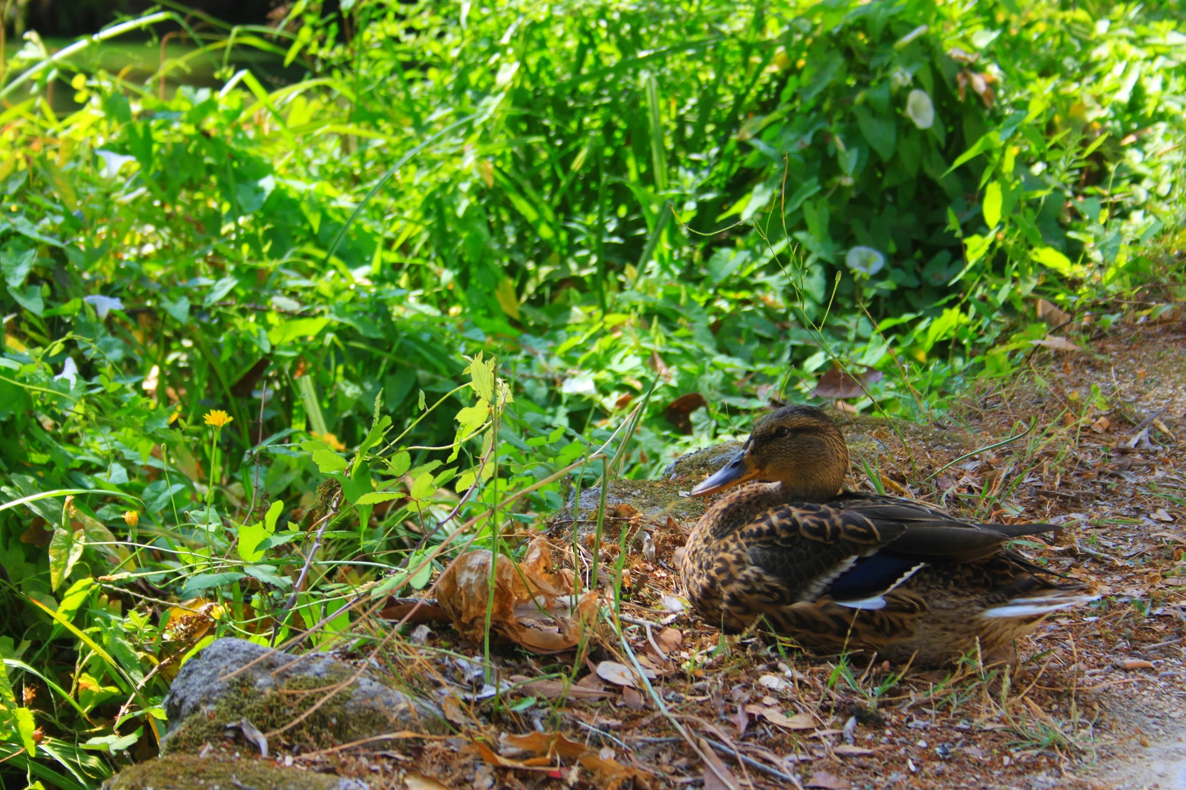 a brown duck standing on top of a dirt road next to tall grass