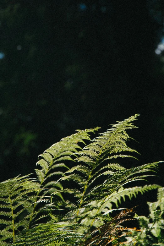 green fern leaves in full sunlight casting shadows