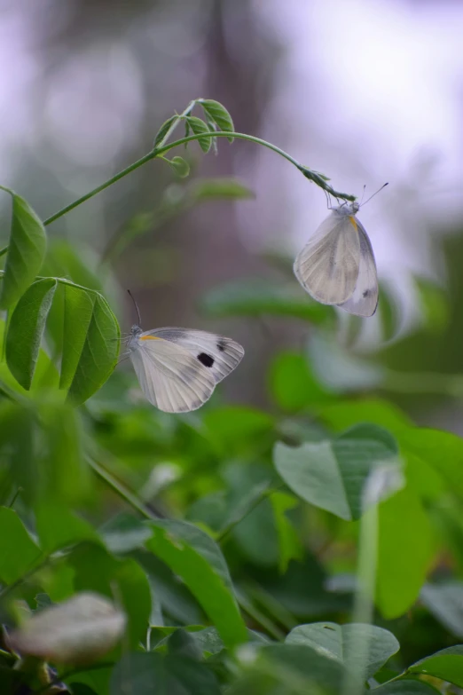 two erflies hanging upside down near green leaves