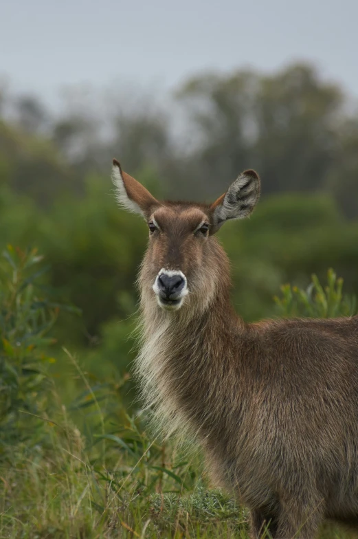 a small brown deer looking off to the side