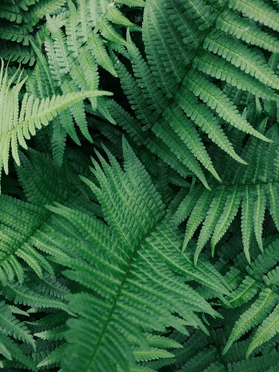 many green fern leaves in the forest