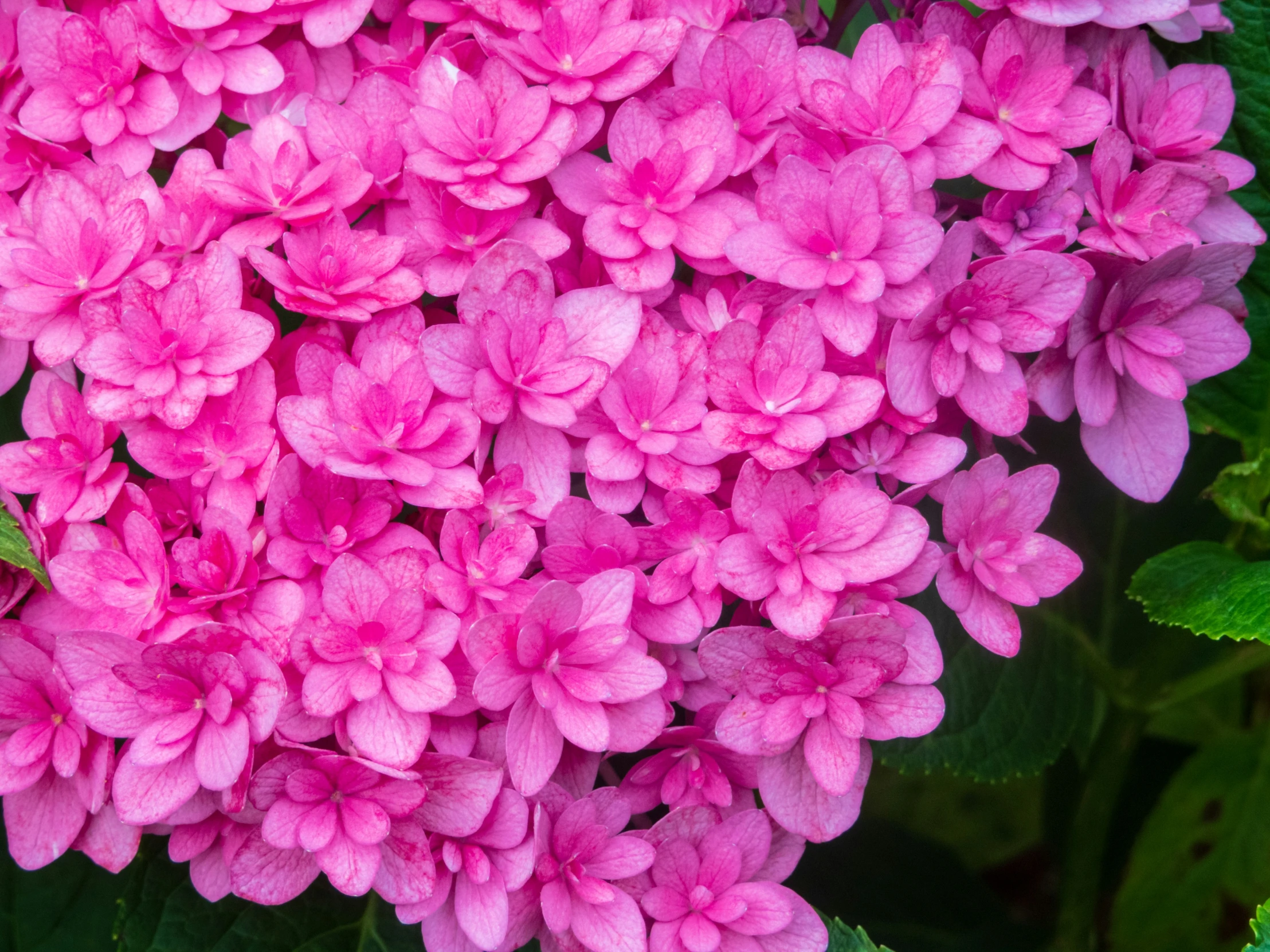 this is a purple flower with lots of green leaves