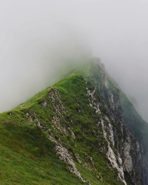 a single sheep walking on a grassy hill