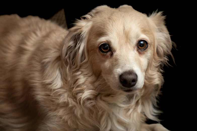 an adorable white dog with large brown eyes