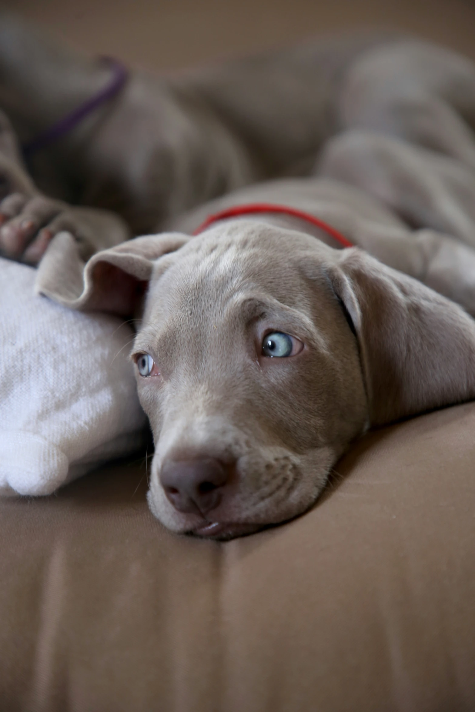 the dog is looking on while lying down