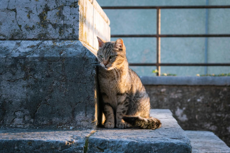 an orange cat standing by a concrete pillar