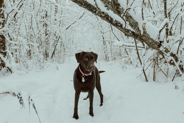 a black dog stands in the snow by some trees