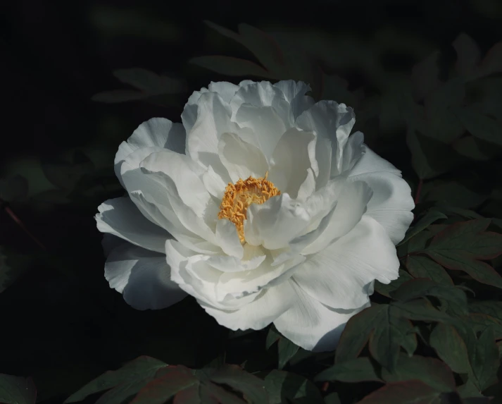 a close up of a white flower in the night