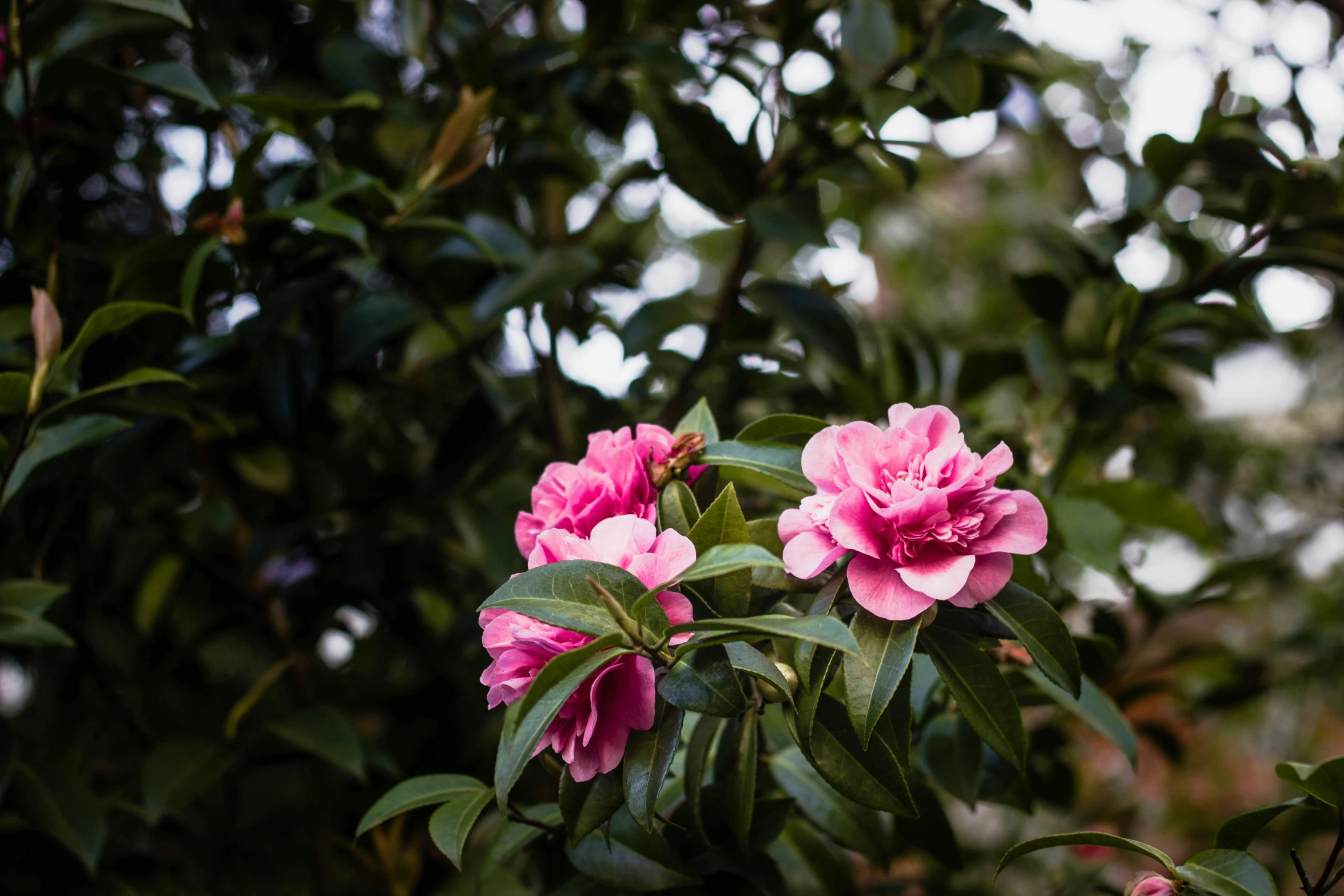 some pink flowers growing next to green leaves