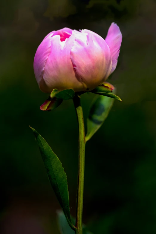 a single rose budding is shown on a stem