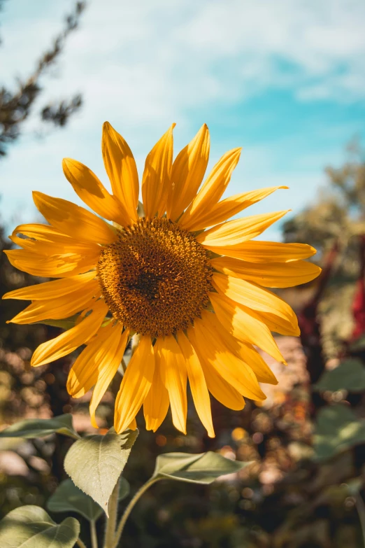 a large sunflower with an upclose in the center