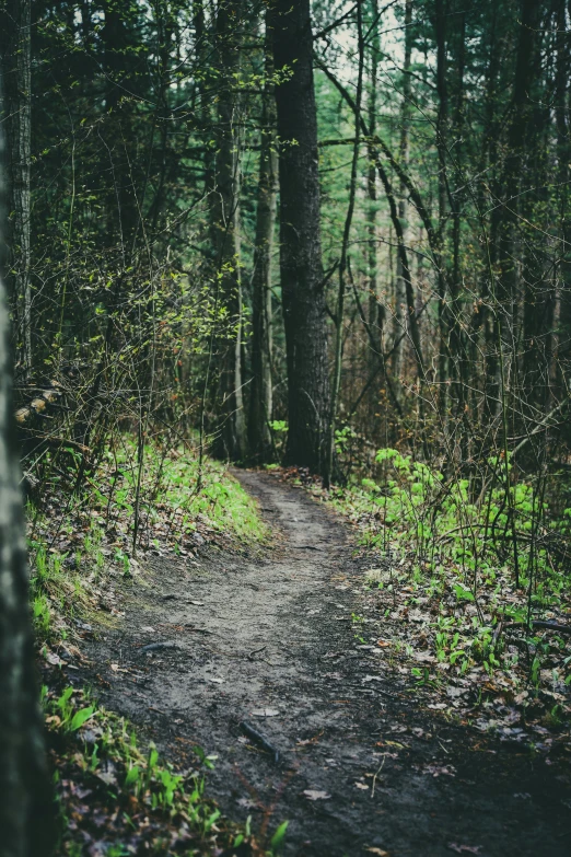 the pathway in the forest is empty and overgrown