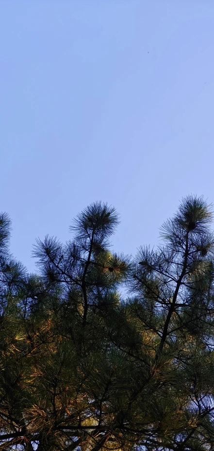 two planes in the sky over trees under a clear blue sky