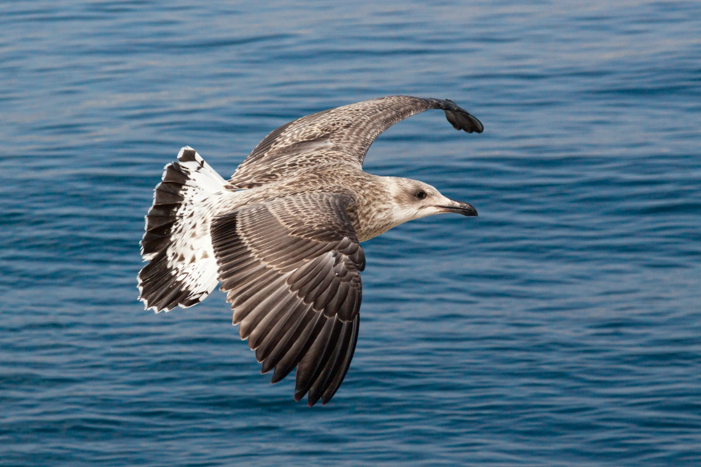 a bird with it's wings spread flying in the air