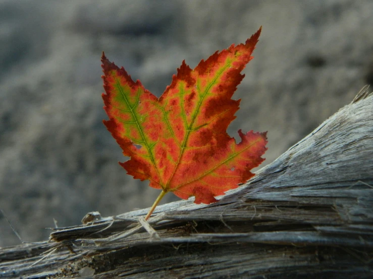 a red and orange leaf sits on a stump