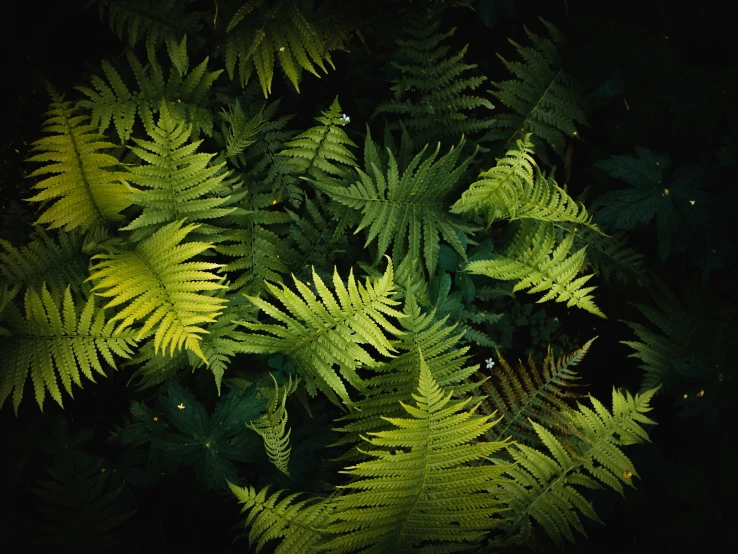 a view of the back side of several different types of leaves