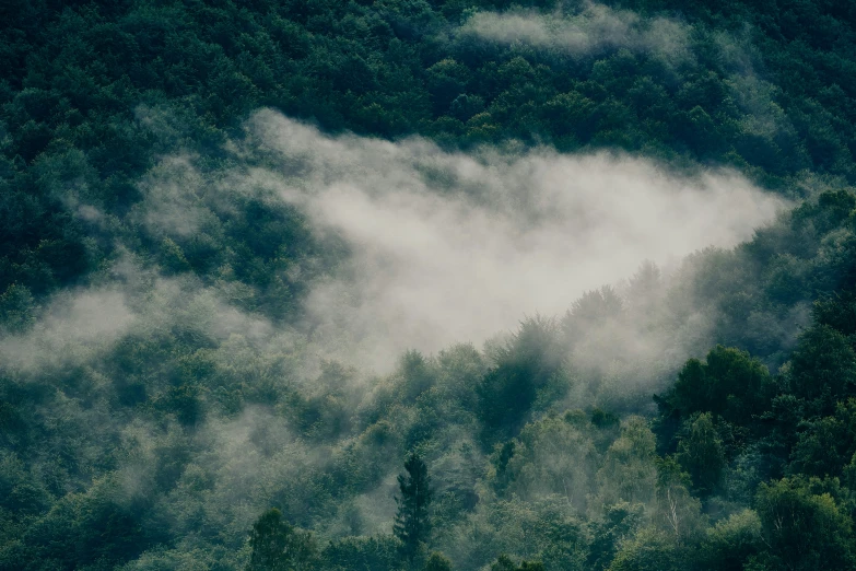 the view looking down at fog and forest