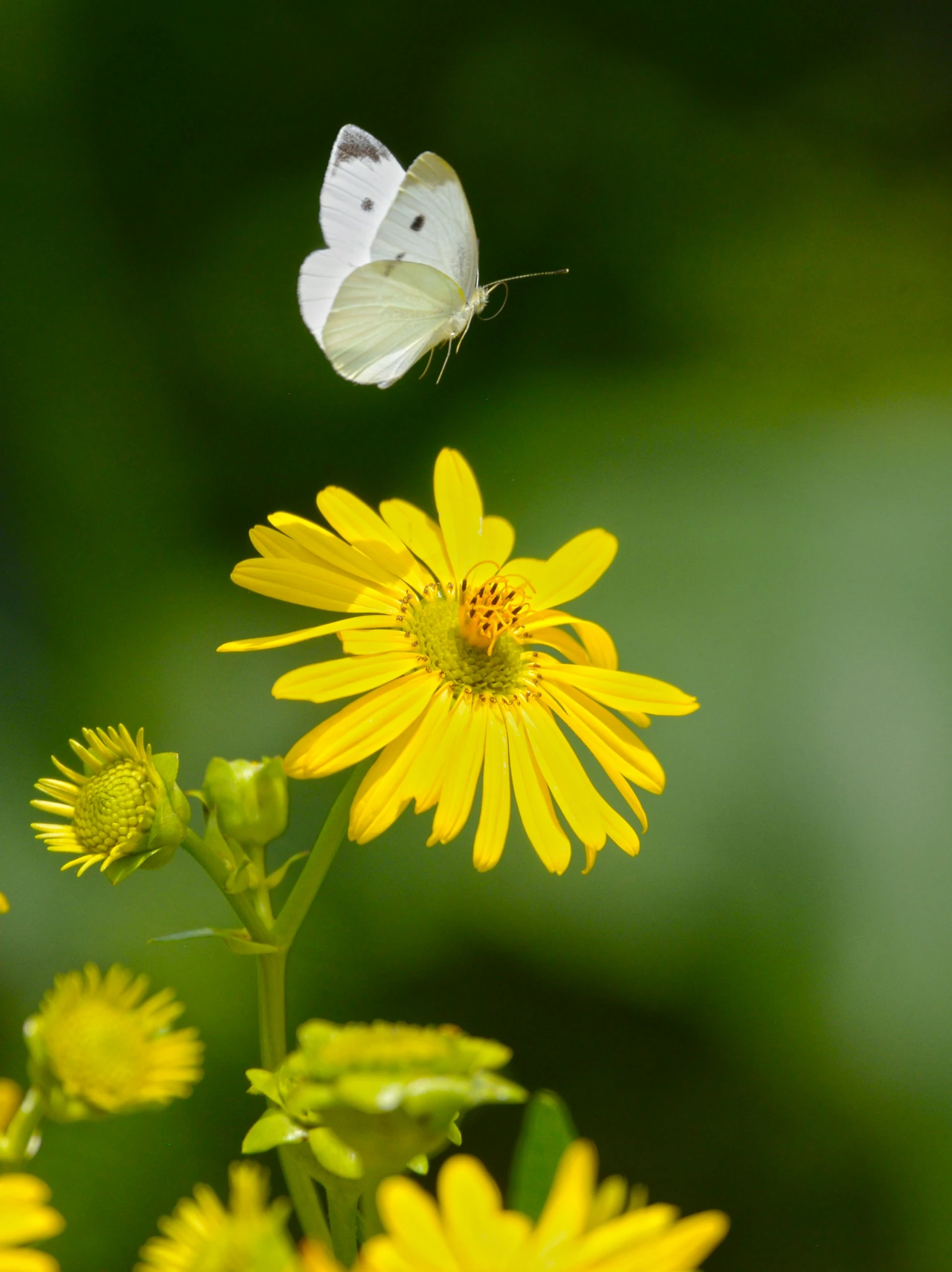 a white erfly perched on a yellow flower