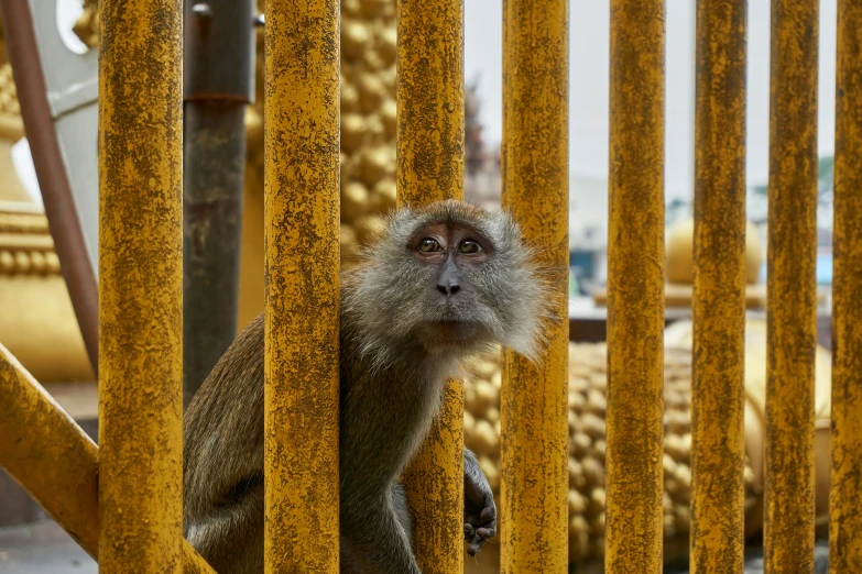 a monkey behind an open yellow gate at a park