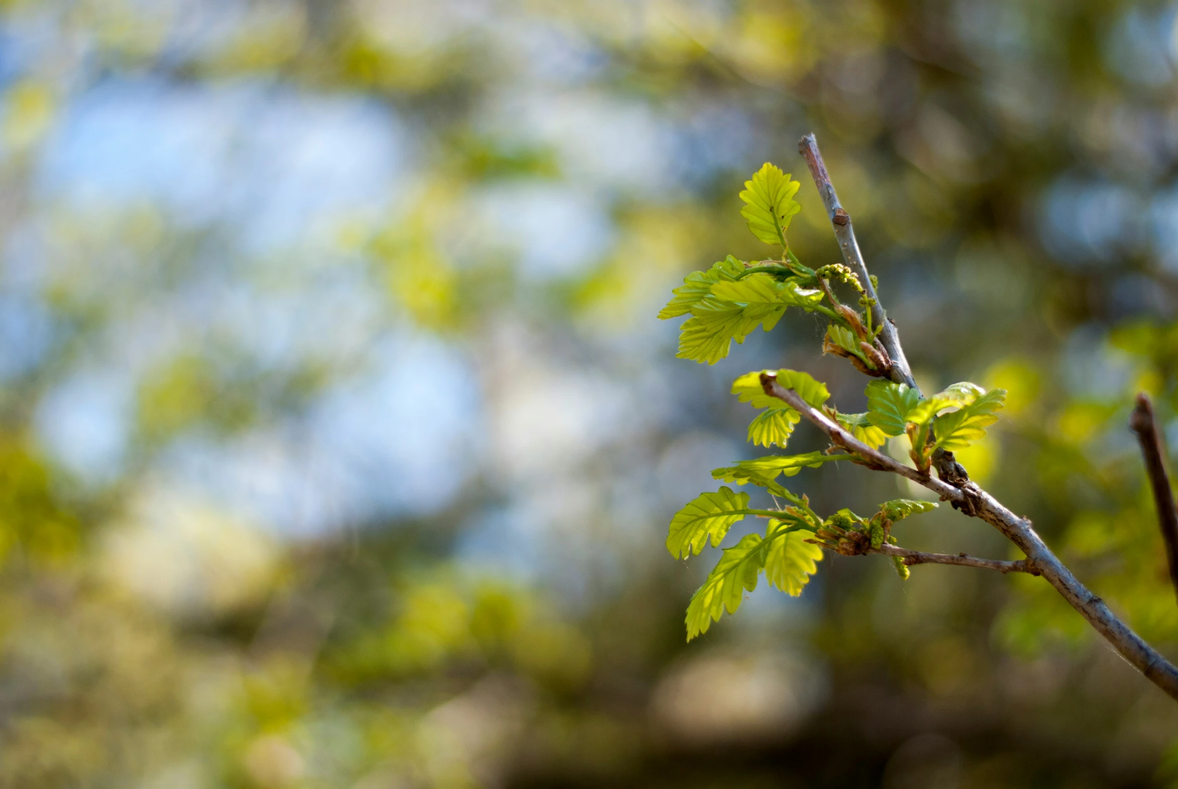 the nch with some green leaves with blue sky background