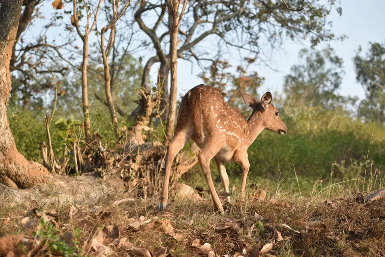 a young giraffe is walking away from the tree