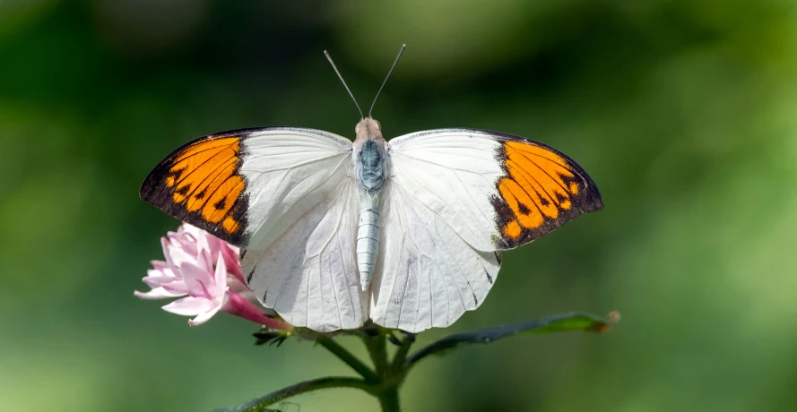 there is a white and orange erfly on a pink flower
