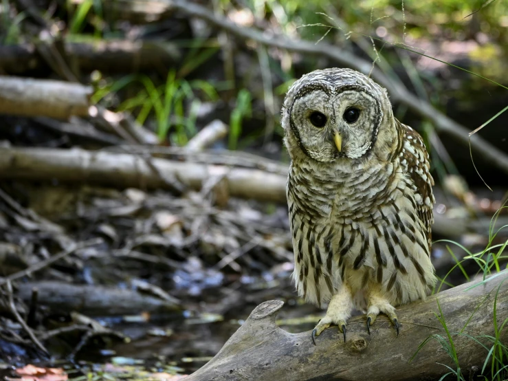 an owl is perched on a log in the woods