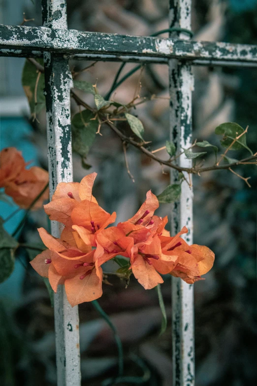 a closeup image of an orange flower through a window