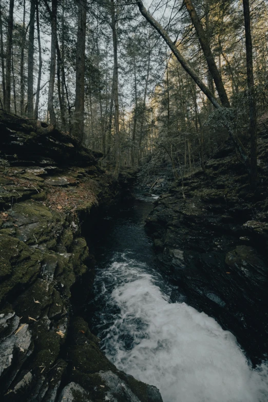 a small stream in the middle of a forest