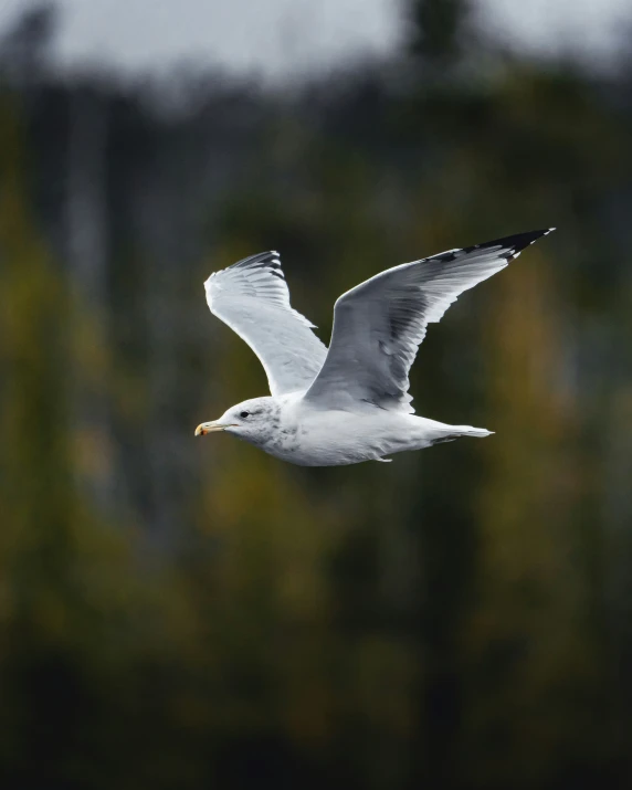 a white bird flying over some trees and bushes