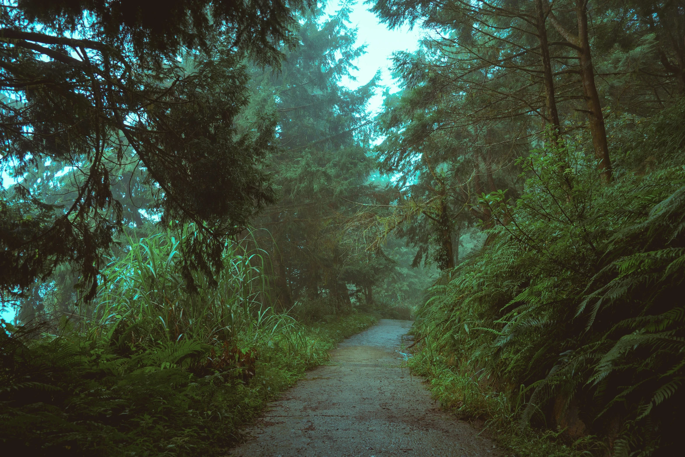 a small path with lots of trees and bushes