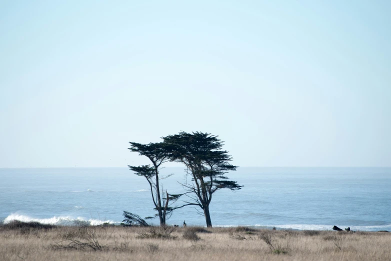a lonely tree on the shore of the beach