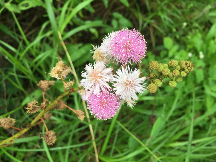 some pink flowers that are sitting in the grass