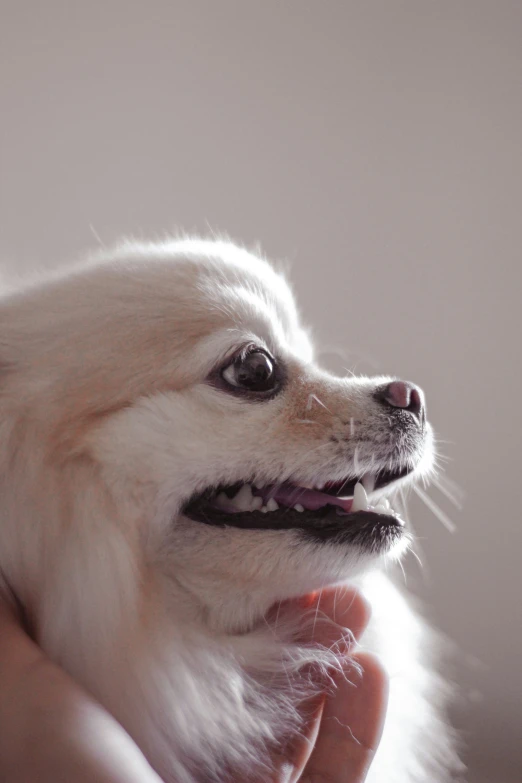 small white dog sitting in a persons hand