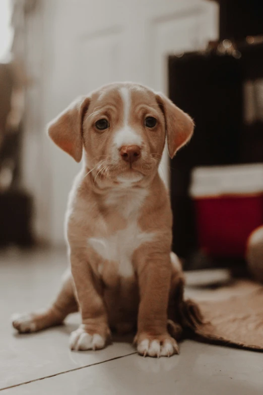 a puppy looks directly at the camera on the ground