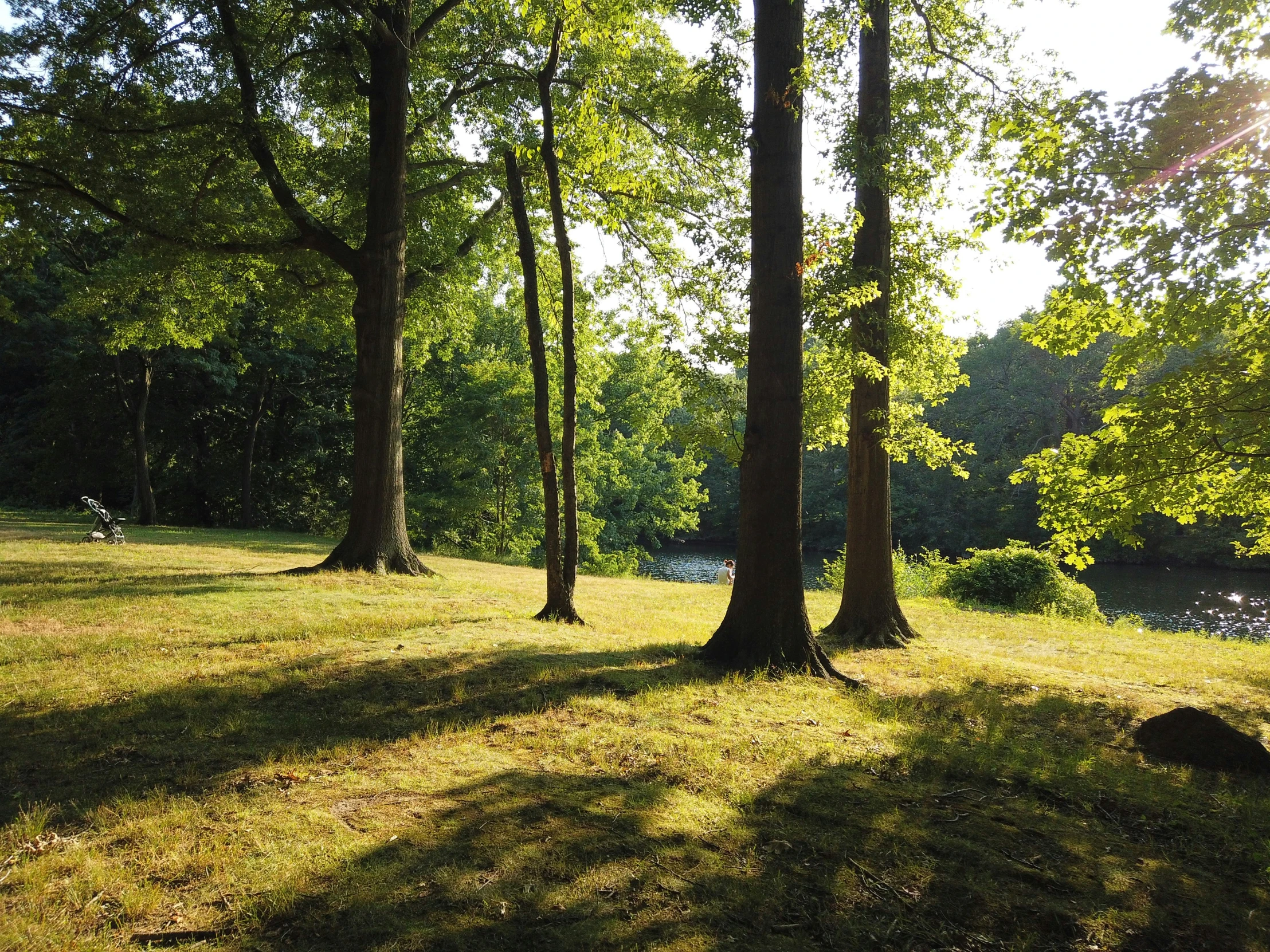 a park with trees and a grassy area and grass around it