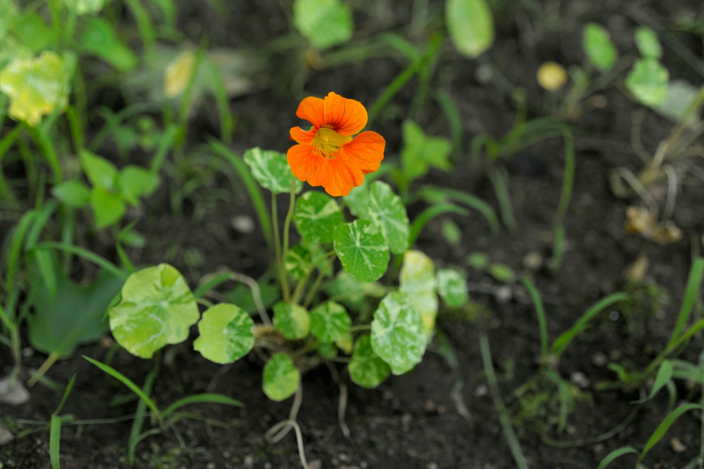 there are many orange flowers growing from the ground