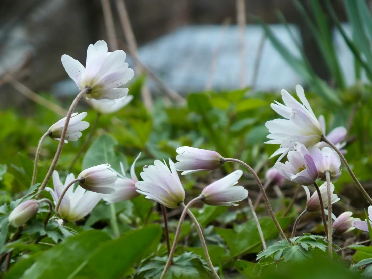 small white flowers growing in the grass