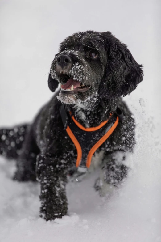 a small dog is running through the snow