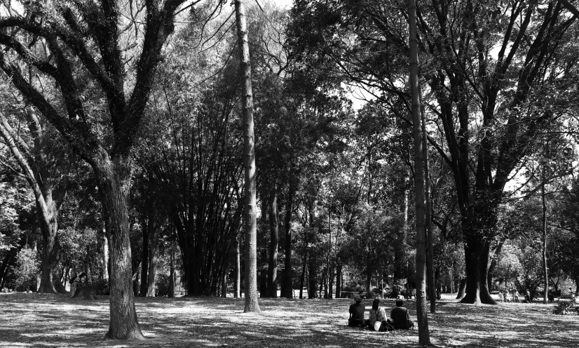 some people are sitting in a shaded area surrounded by tall trees